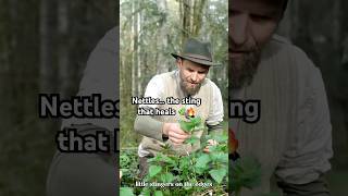 Nettles… The sting that heals 🔥🌿