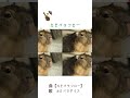 【カピバラフロー】カピパラダイス