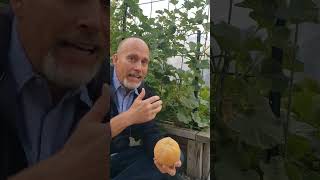 Grow some Minnesota midgets cantaloupe in your garden!!