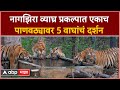 Gondia Nagzira Tiger sanctuary:नागझिरा व्याघ्र प्रकल्पात एकाच  पाणवठ्यावर 5 वाघांचं दर्शन