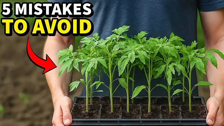 5 Mistakes You Must NEVER Make When Growing Tomatoes
