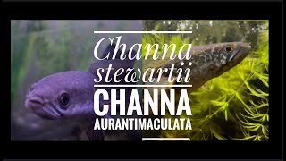 New Channa!!: Channa Stewartii and Channa Aurantimaculata! 4K