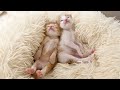 生後17日  へそ天で眠る子猫＆覚えたてのにゃんプロ【おこめ３兄妹#3】A kitten doing some freshly learned wrestling.