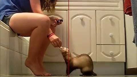 Clicker training your ferret: Spin and intro to clicker
