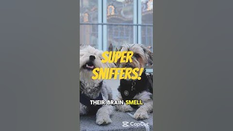 Dogs Can Smell 1,000 Times Better Than Us—Here’s How! #animalfacts #trendingshorts #dog