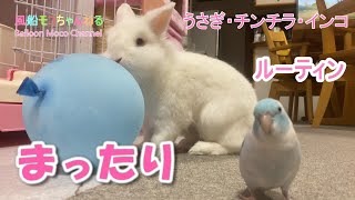 風船モコちゃんねるの最新動画 Youtubeランキング 風船モコちゃんねるの最新動画 Youtubeランキング