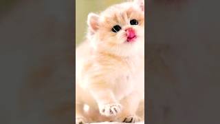 Tiny Cat Bella Kleine Katze Bella