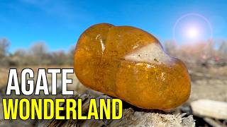 Download Lagu Deze grindpaden zijn al 50 jaar niet meer bejaagd! | Verbazingwekkende pareltjes gevonden! MP3