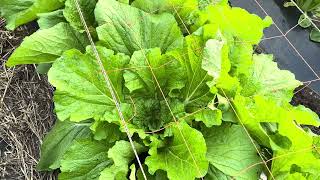 [Making Chinese cabbage] What you need to know to make delicious Chinese cabbage!