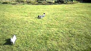 Jack Russel pups by Mario 2,833 views 13 years ago 40 seconds