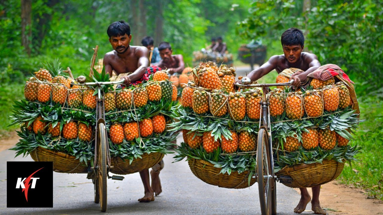 Amazing Pineapple Production Process YouTube