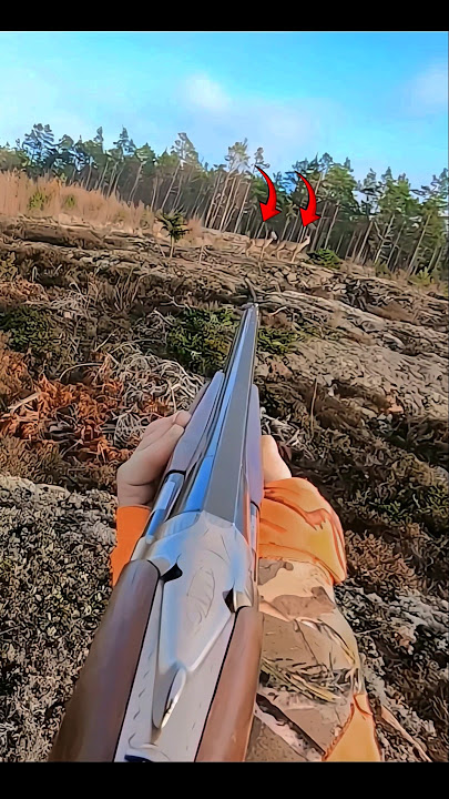 Download lagu hunting two deers very intelligently #caccia #chasse #deer #deerhunting #hunting