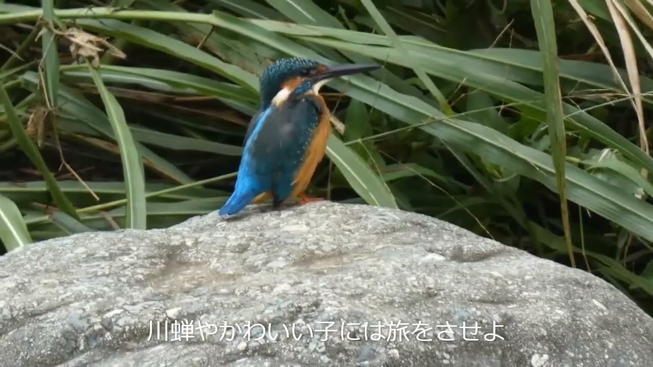 野鳥・かわせみ 川蝉やかわいい子には旅をさせよ - YouTube