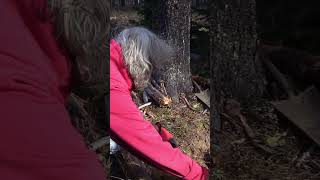 Tanning Moose Hides Anywhere @TheWaytoNativeChronicles