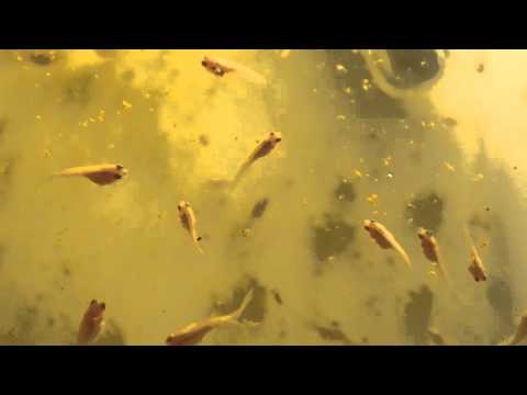 Betta splendens avannotti