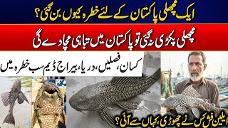 Alien Fish Threatens Stan Crops, Rivers, And Dams In Danger Rohi
