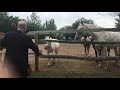 Horses Love Bach