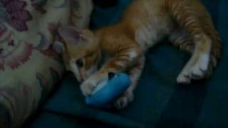 Gatito Jugando Con Pingüino