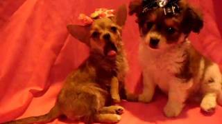 Edward and Jacob teacup chihuahuas - www alabamatoysandteacups com