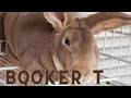 Booker T.