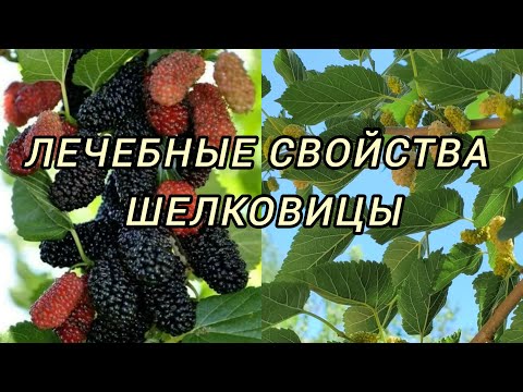 Тутовник или Шелковица
