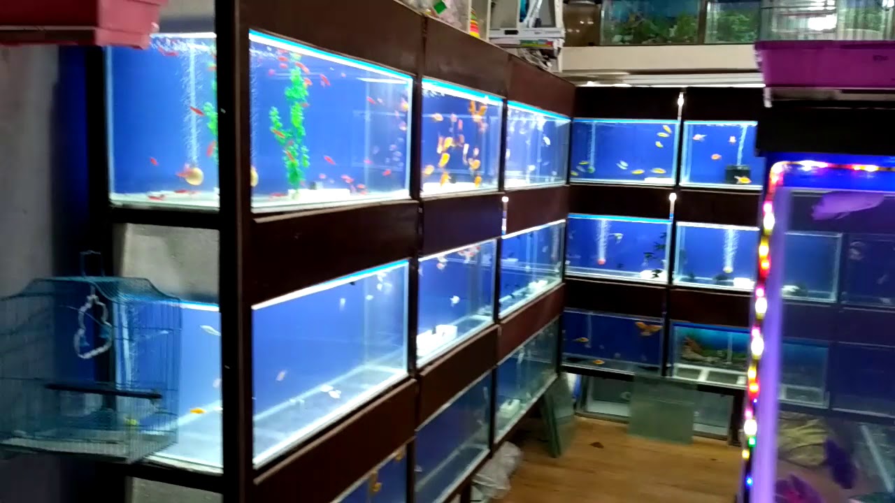 Utkarsh fish aquarium & pets Wardha YouTube