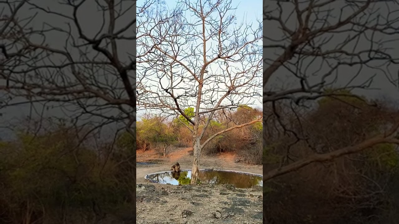 Thirsty lion//Gir national park sasan #asiaticlion #lionking #jungle_commando #girnatioanpark #gir