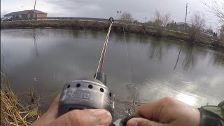 Yellow Perch + How to Put Worm on a small or circle hook | Zebco Dock Demon