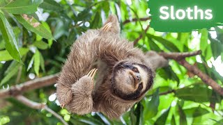 Sloths | Discover the Mesmerizing Beauty by Lord of Animals 260 views 6 months ago 2 minutes, 17 seconds