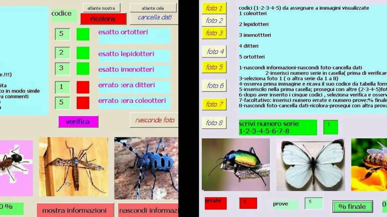 Teste Insetti due test di riconoscimento di insetti - YouTube