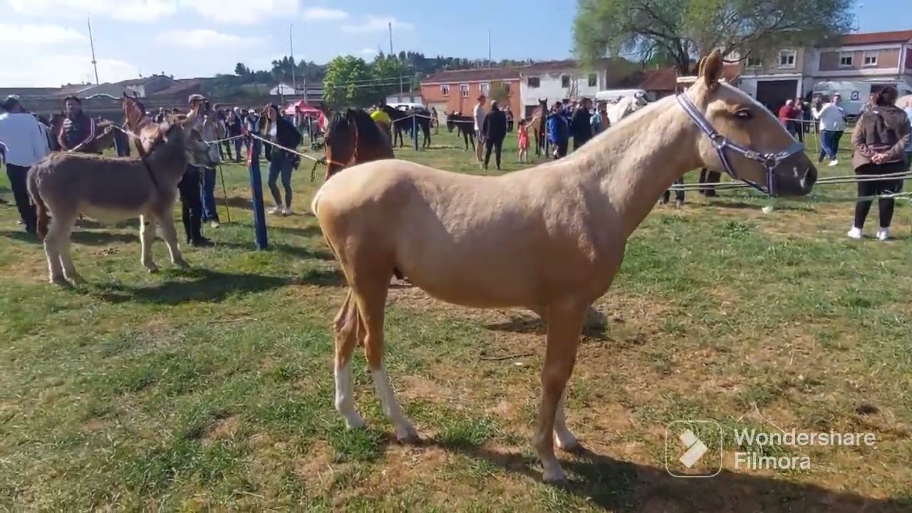 Feria del caballo en Miranda de Ebro