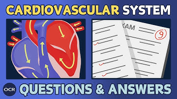 The cardiovascular system (1.4) - OCR GCSE PE - Exam questions and model answers