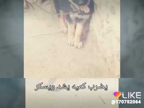 كلب اجدع منك اصحبي