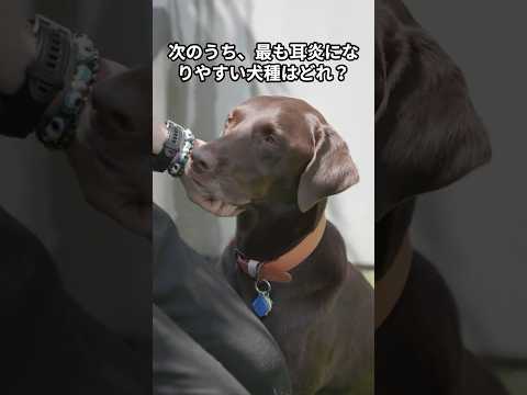 犬の耳感染症対策｜コッカーやラブラドール飼い主必見の予防法