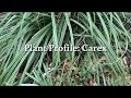 Carex plant profile