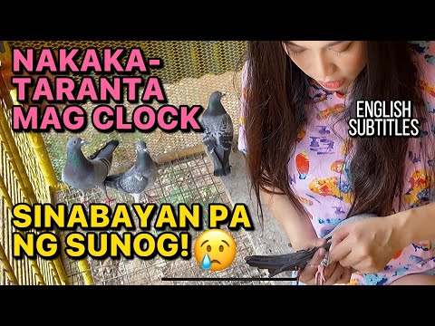 Video: Ang Pagsagip Ng Ibon Ay Naghahanap Ng May-ari Ng Pigeon Na Natagpuan Sa Bedazzled Vest