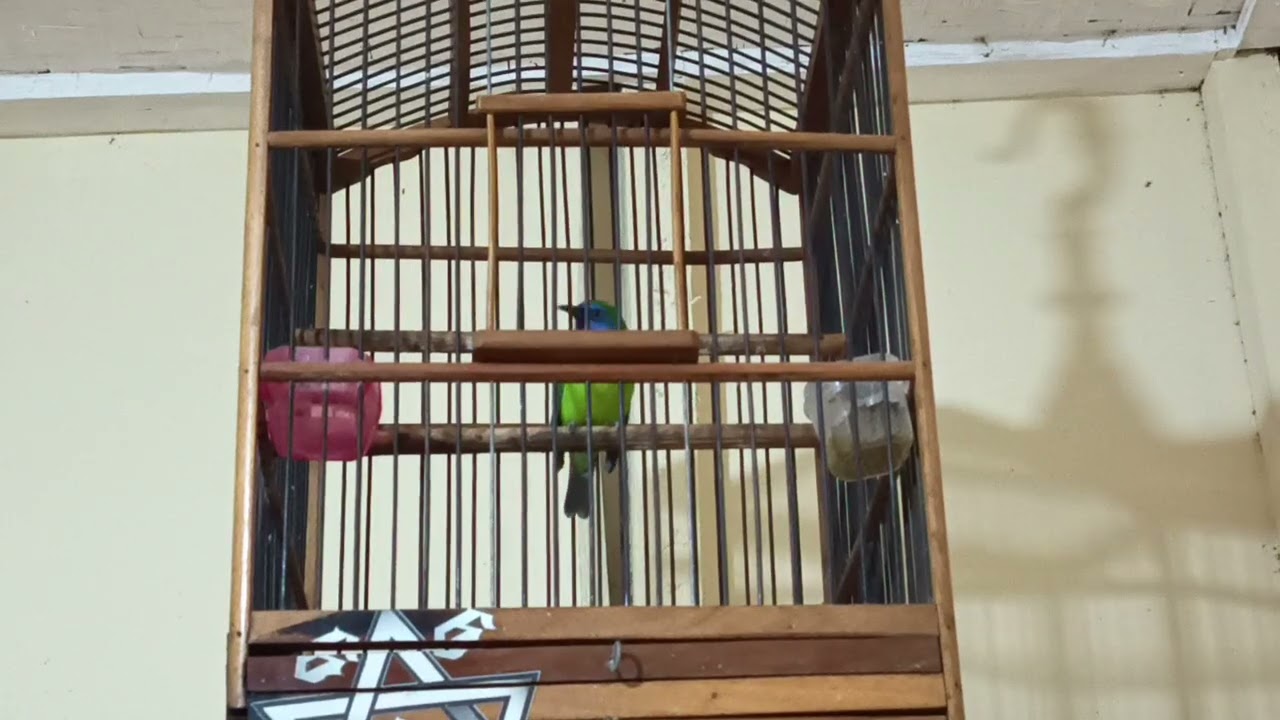 Cucak Kinoy Isian Jangkrik Nembak Panjang 🔥 Masteran Ampuh Semua Jenis Burung | Suara Jernih & Tajam