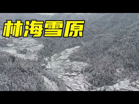 谁说只有东北才有林海雪原？冬宝带大家看看湖南版的，简直美爆了【湘西冬宝】