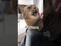 「まだ寝ないのぉぉ〜っ」と、まるで子供のように駄々をこねる猫