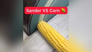 Sander VS Corn 🌽