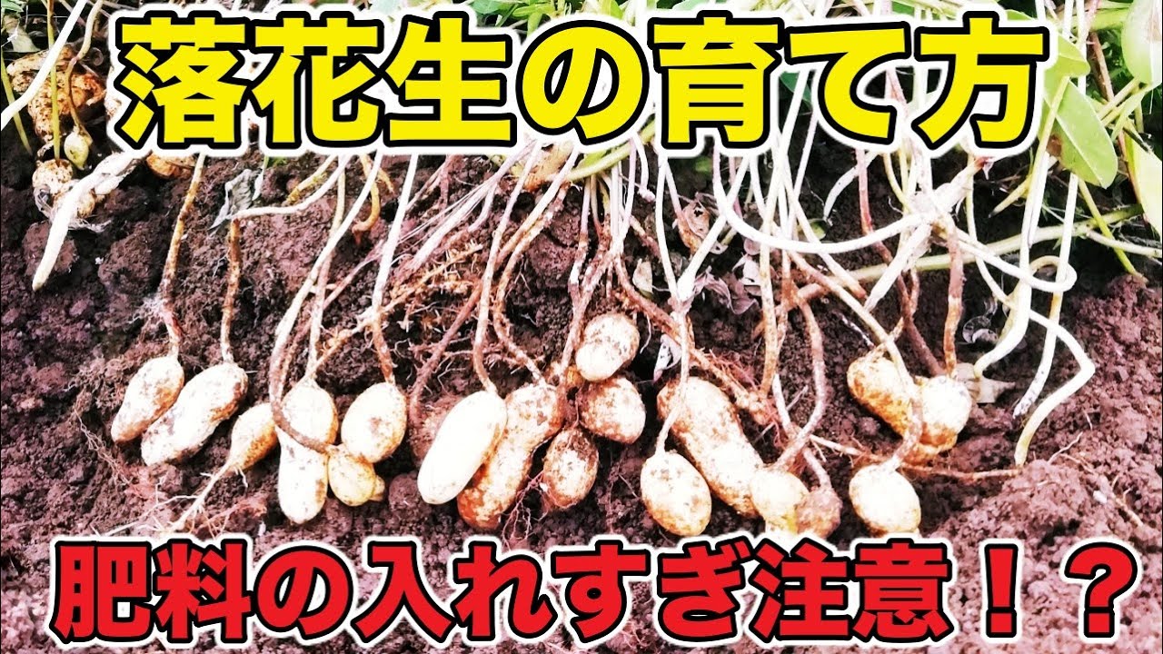 落花生栽培の基本: 土壌づくりから種まきまで