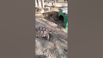 #เต่าซูคาต้า #เต่าบก #เต่ายักษ์ #sulcata #sulcatafarm