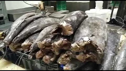 Клыкач как можно правильно  разделить
