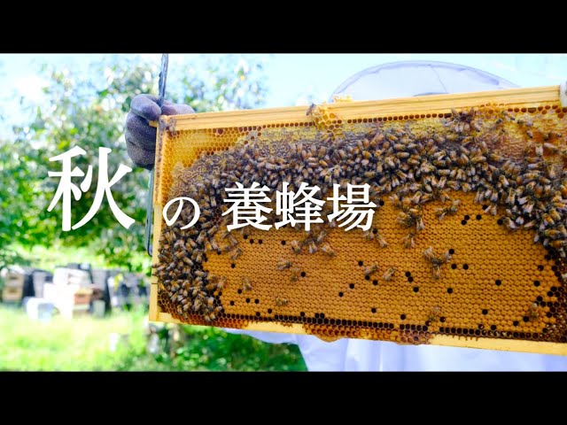ご無沙汰しています】秋の養蜂場より - YouTube