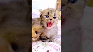 Cute little baby kitten ❤ #shorts