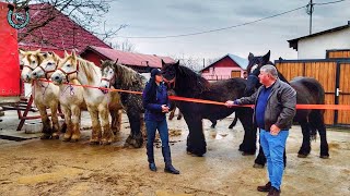 POVESTEA CAILOR DOMNULUI CARNU DE LA BIHOR 2024 NOU @PromovariCaiRomania alexandradelahidalgo