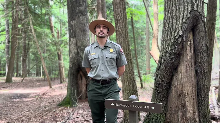 Burnwood: A Legacy Forest