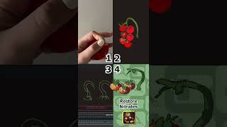 Process Behind Our Tomato Gladieaters Animations