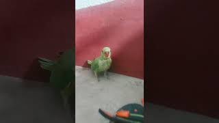 #tootuniworld #balgeet #hathiraja #hathiraja #hindirhymes #hindirhymes #kidssongs #cartoonrhymes