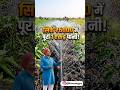 प्री पंच पेप्सी से सर्फ़ ६००० हजार में पूरा १ एकर पानी ! #farming #khetibadi #agriculture #shorts